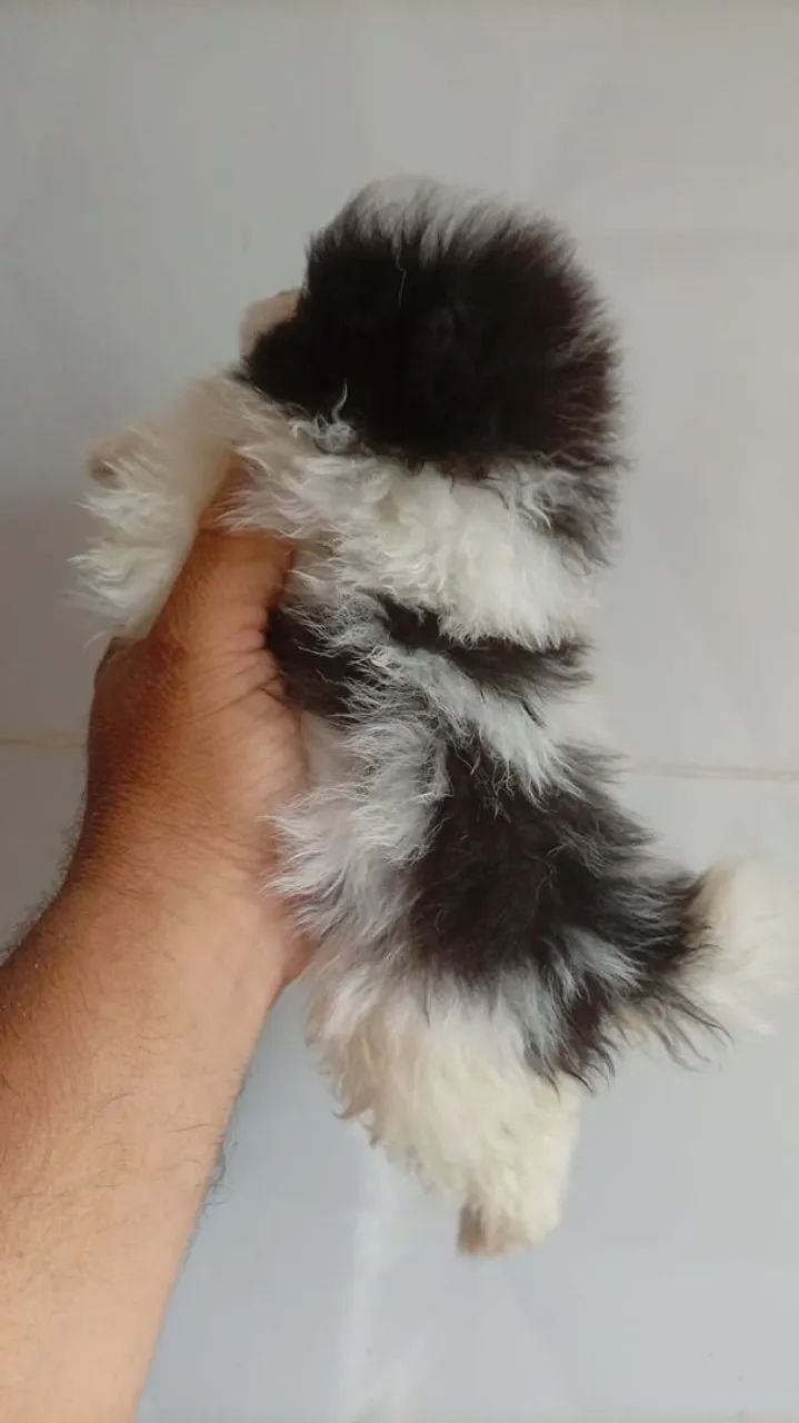Spitz alemão macho - Foto 4