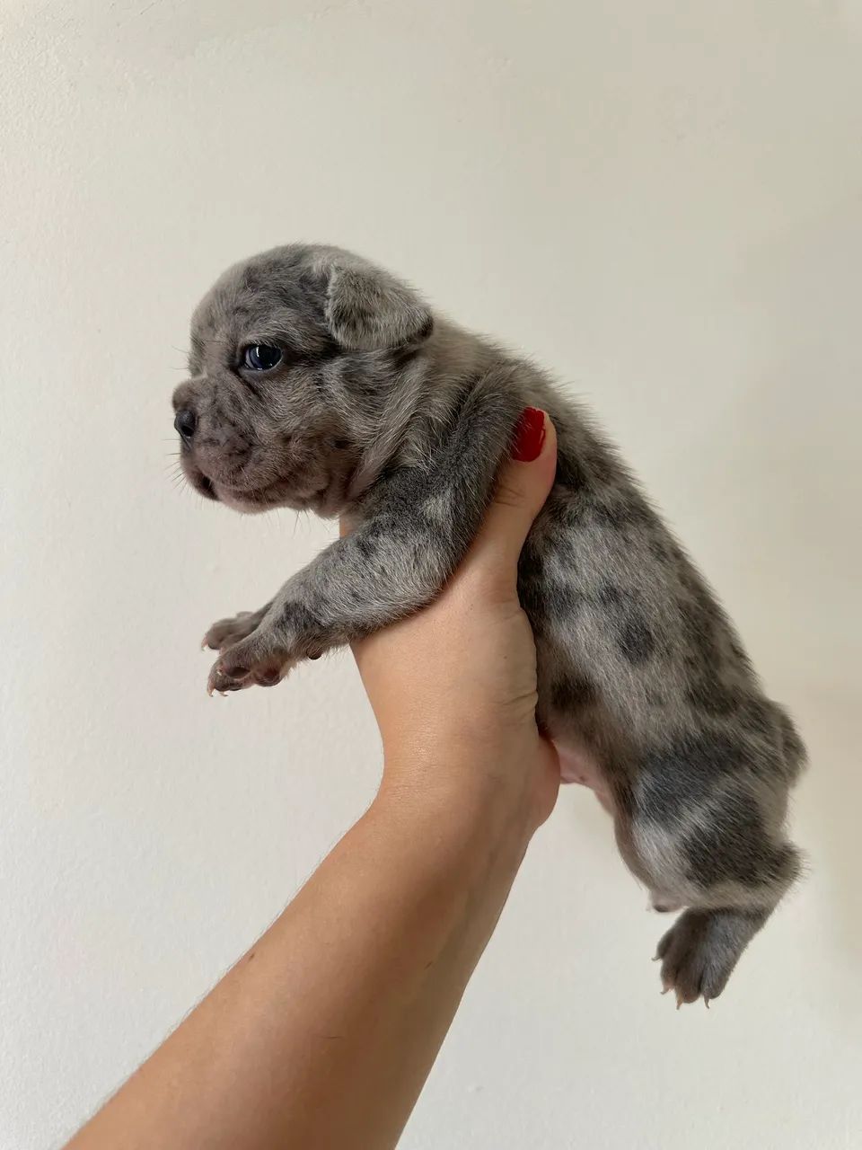 Buldogue Francês 