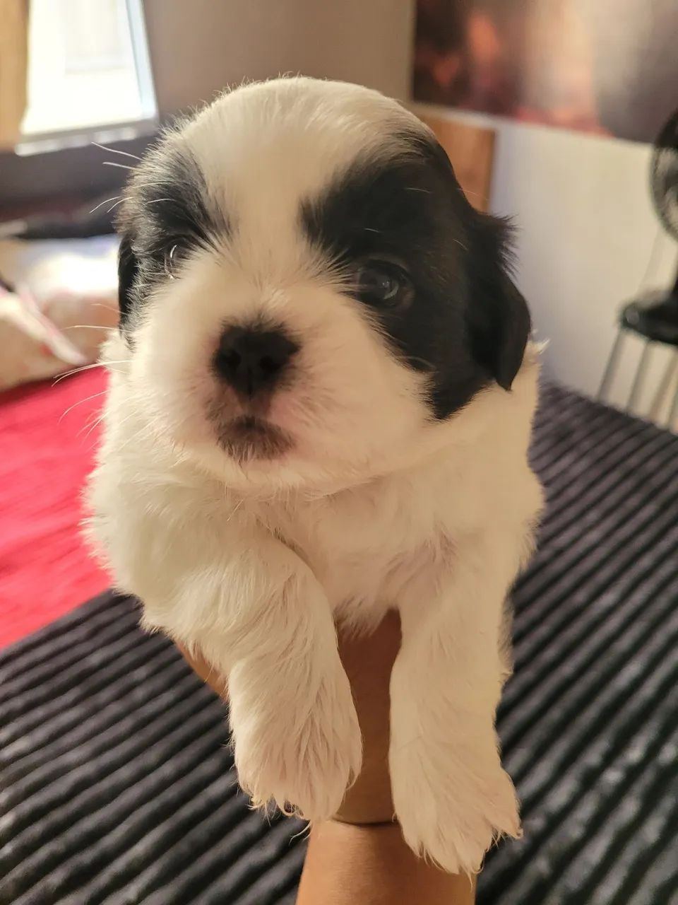 Vendo cachorro  shituz  macho 700
