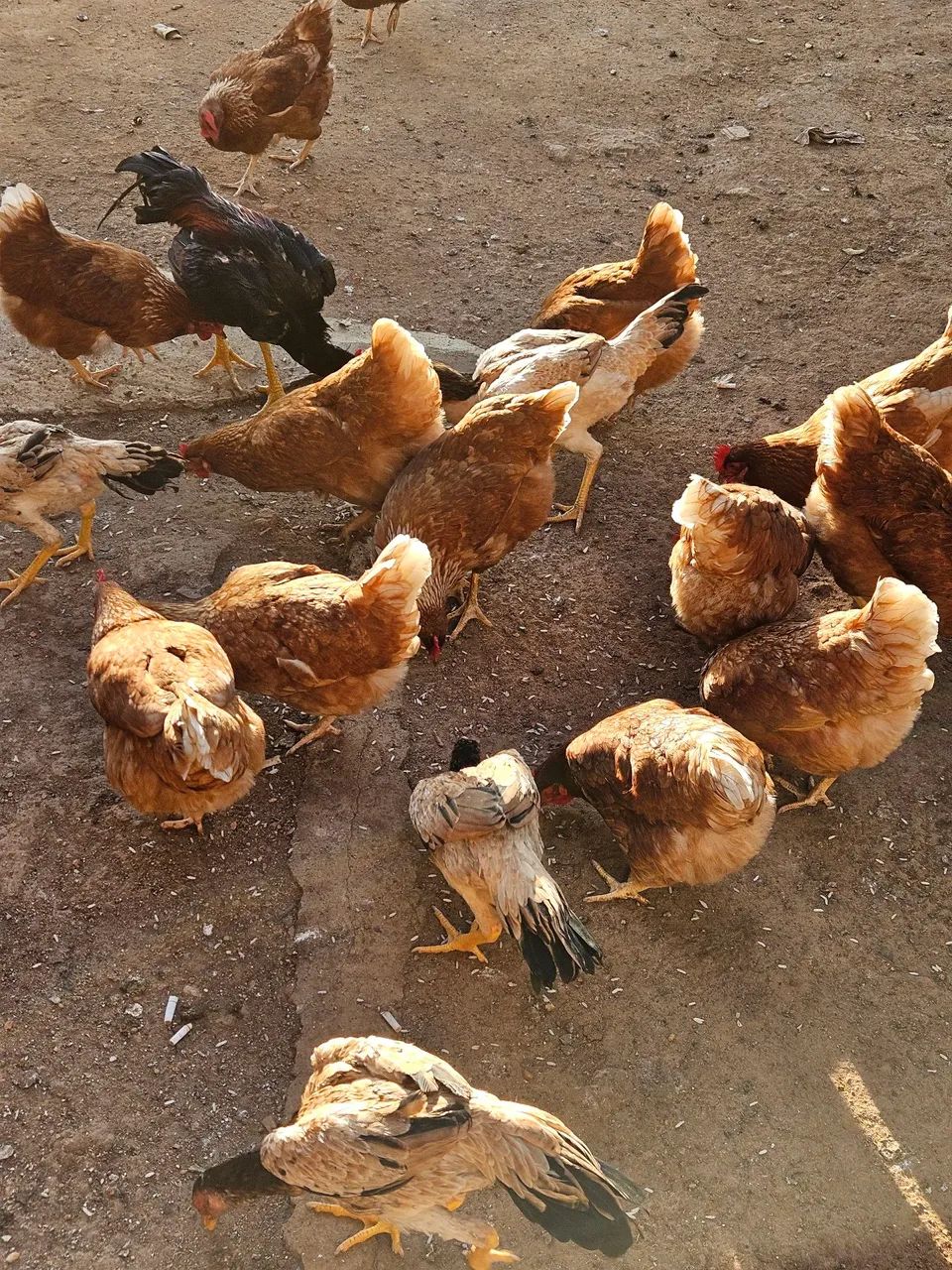 Vendo galinhas poedeiras 