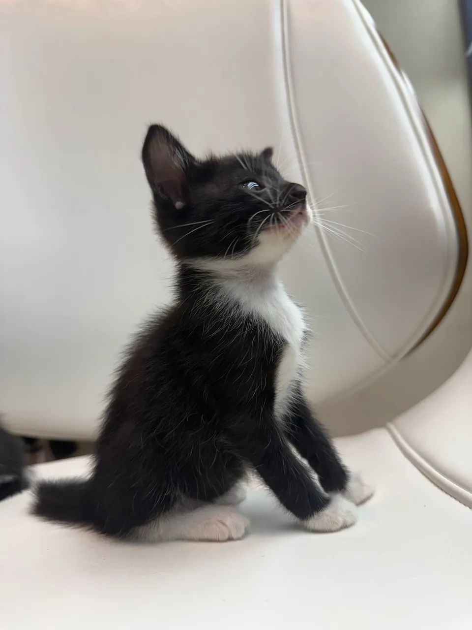 Gatinha pra adoção  - Foto 3