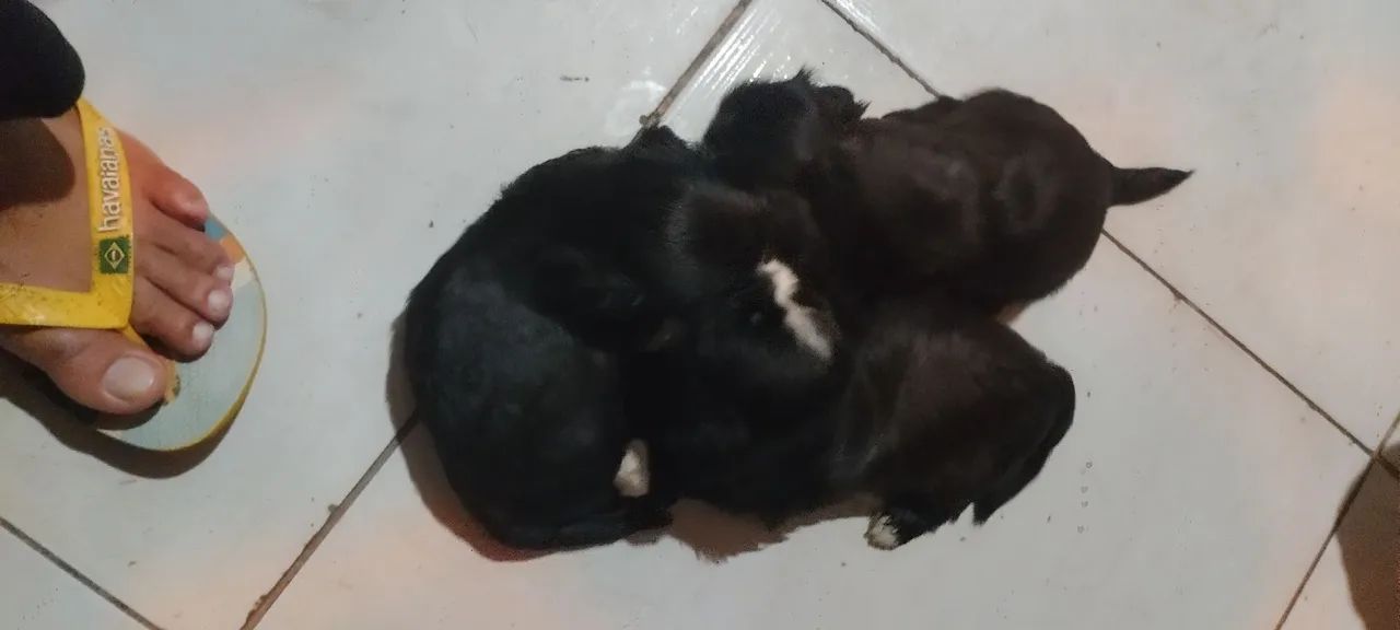Cachorro pra vender  - Foto 3