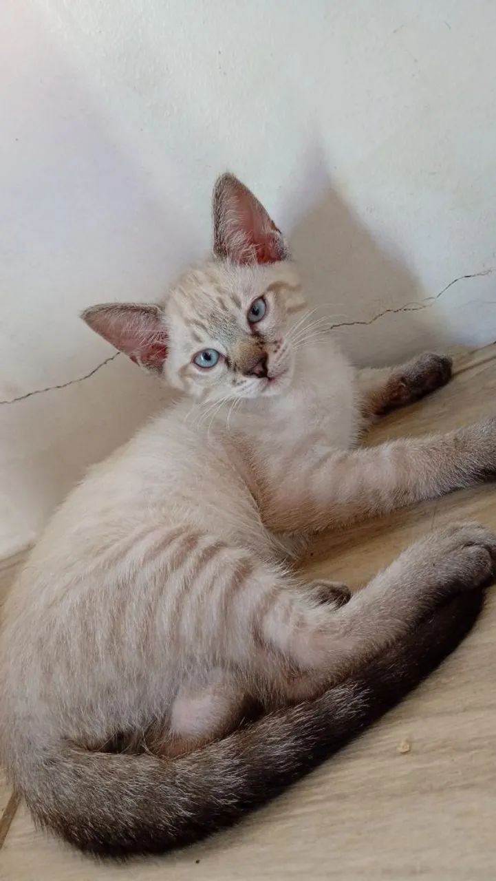 Doação gatinho siamês  - Foto 3