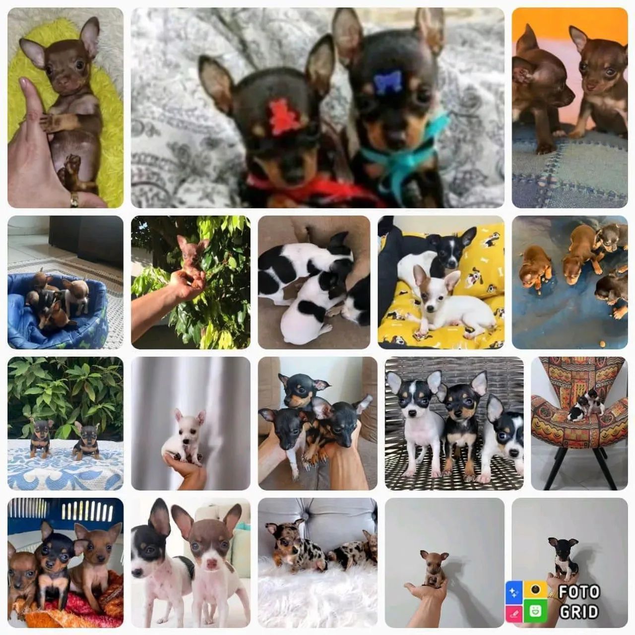 Vendo Filhotes Pinscher Zero  - Foto 2