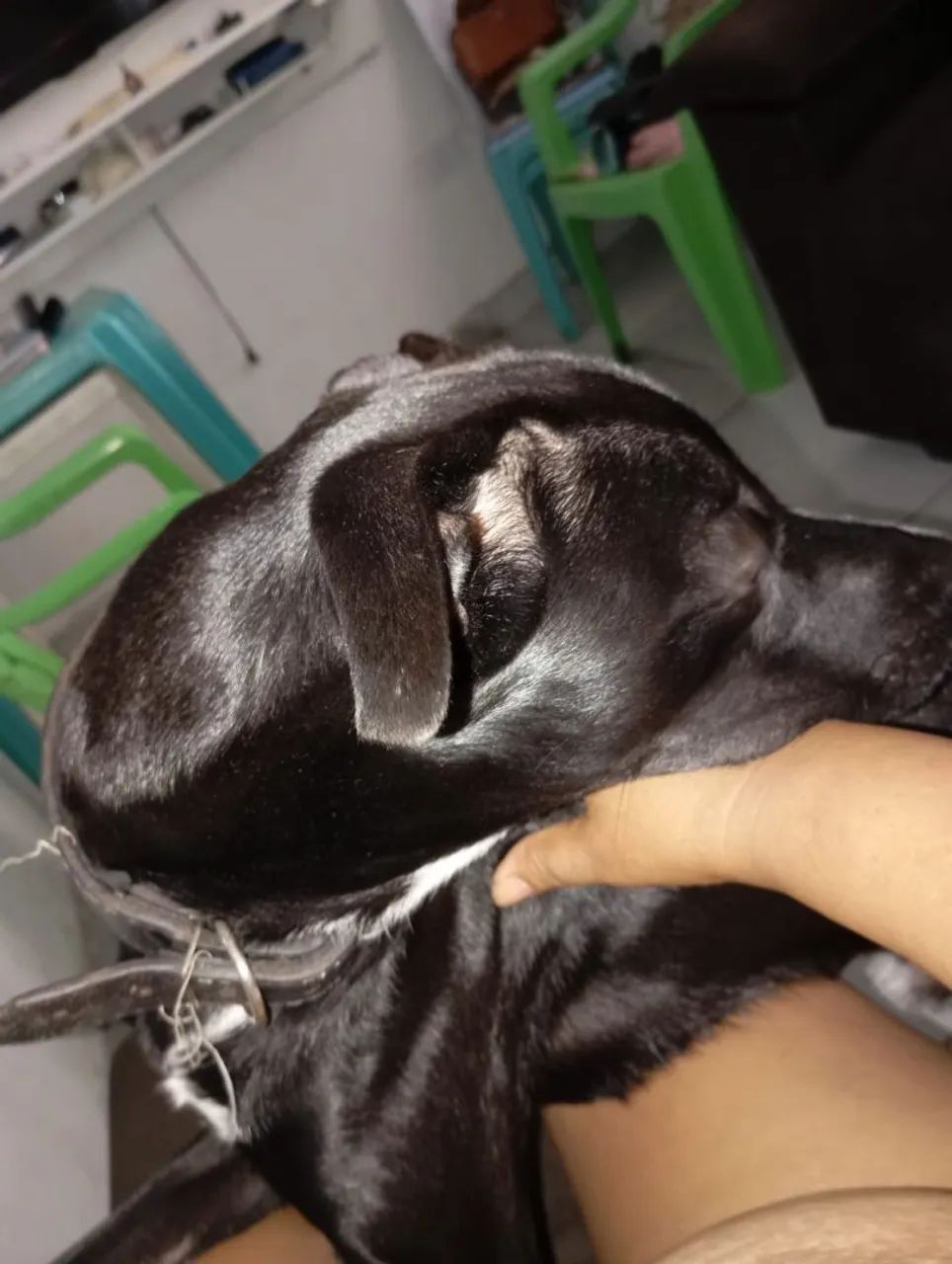 Um lar para o Spike  - Foto 4