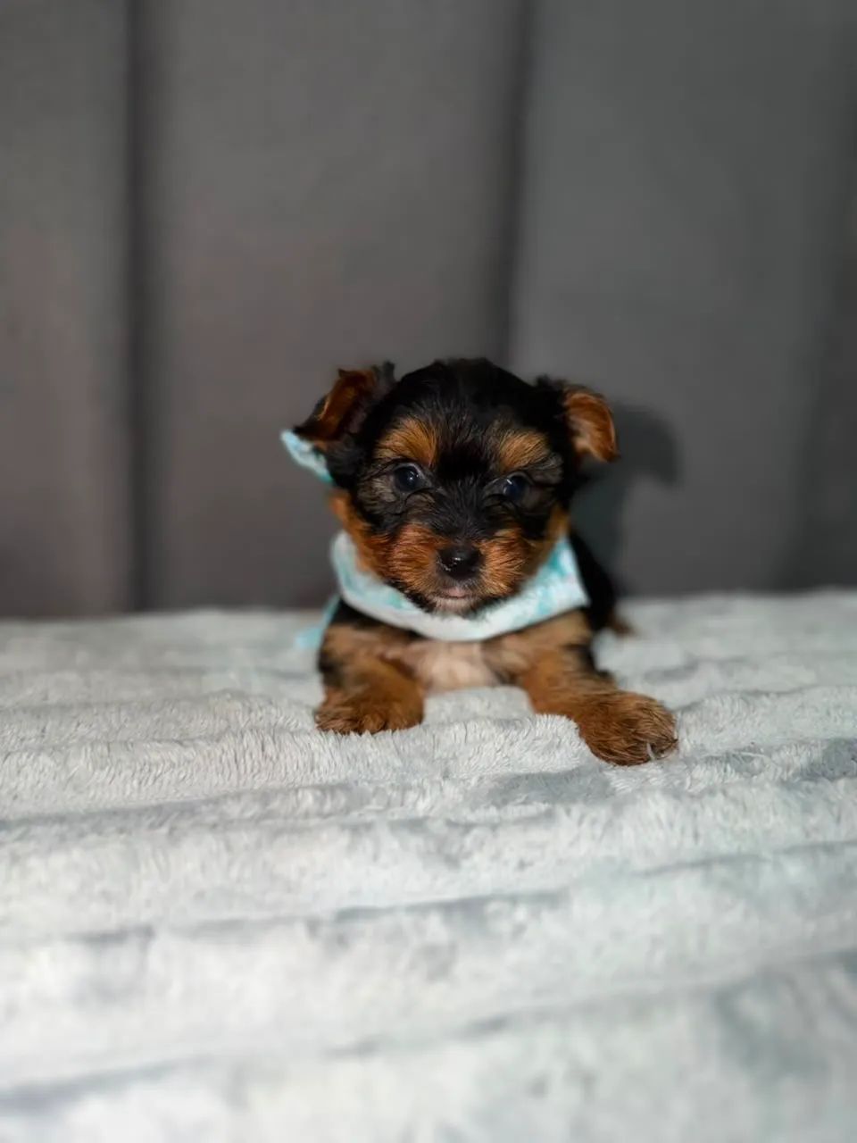Yorkshire machinho 