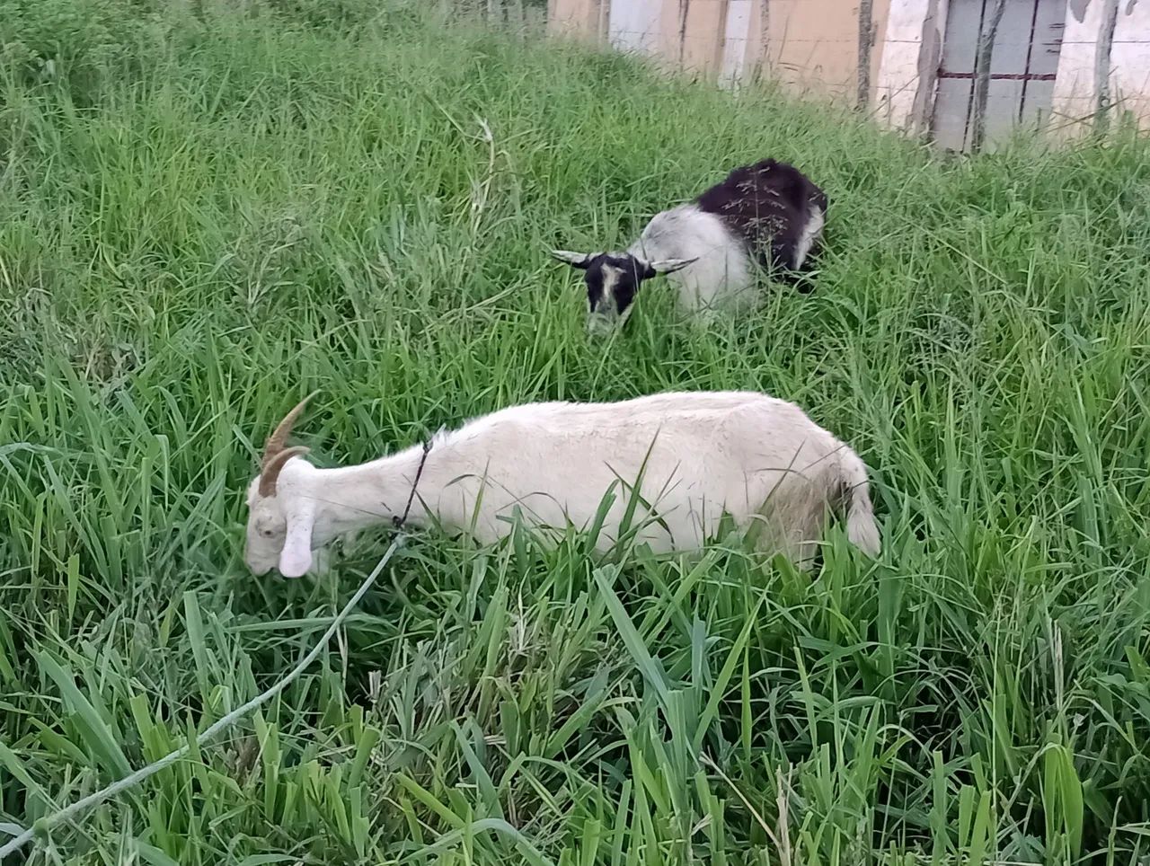 Lote Cabras leiteira  - Foto 4
