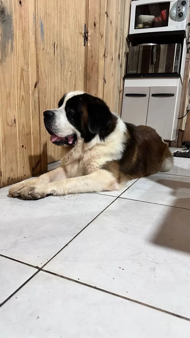 Pet