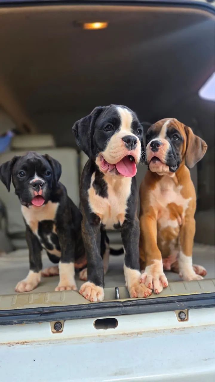 Filhotes de Boxer - Foto 3