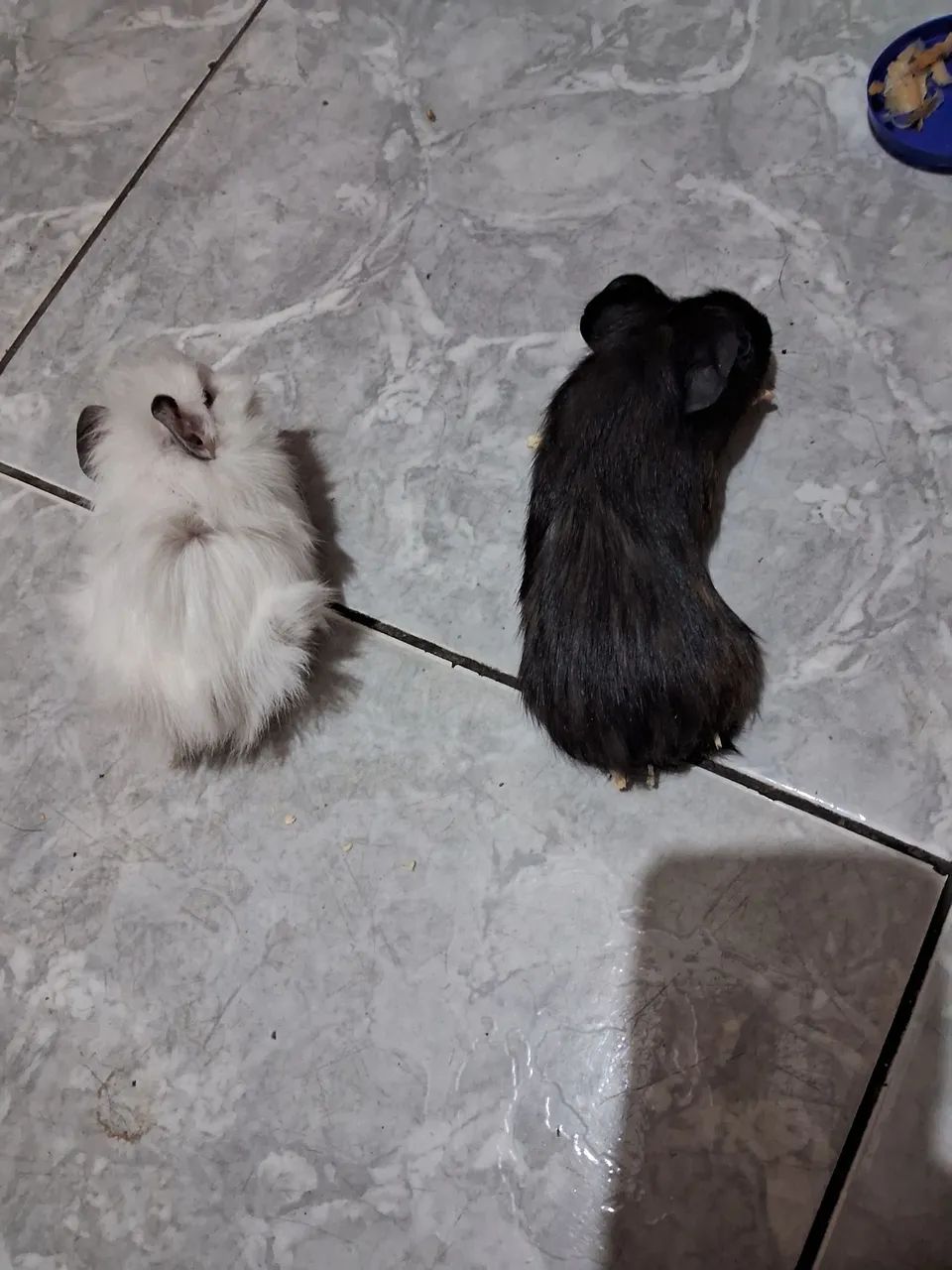 Vendo 2 pouquinho da Índia às 2 é fêmea   - Foto 2