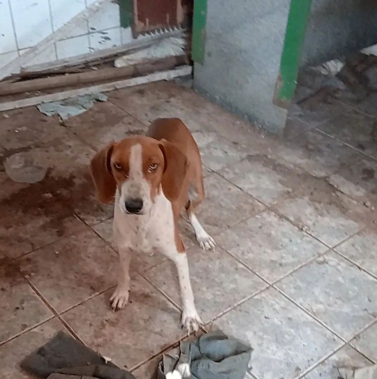 Cachorro  - Foto 2