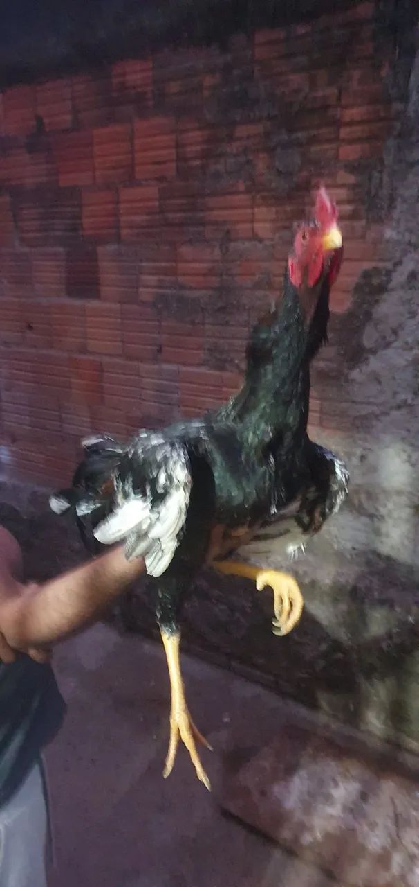 Galo  - Foto 3