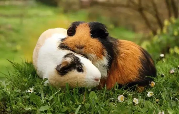 Porquinhos da índia de várias raças 