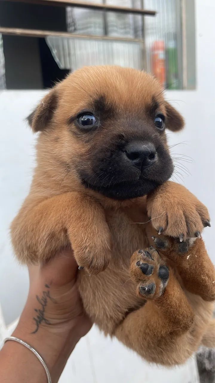 Doação filhotes de Chow chow 