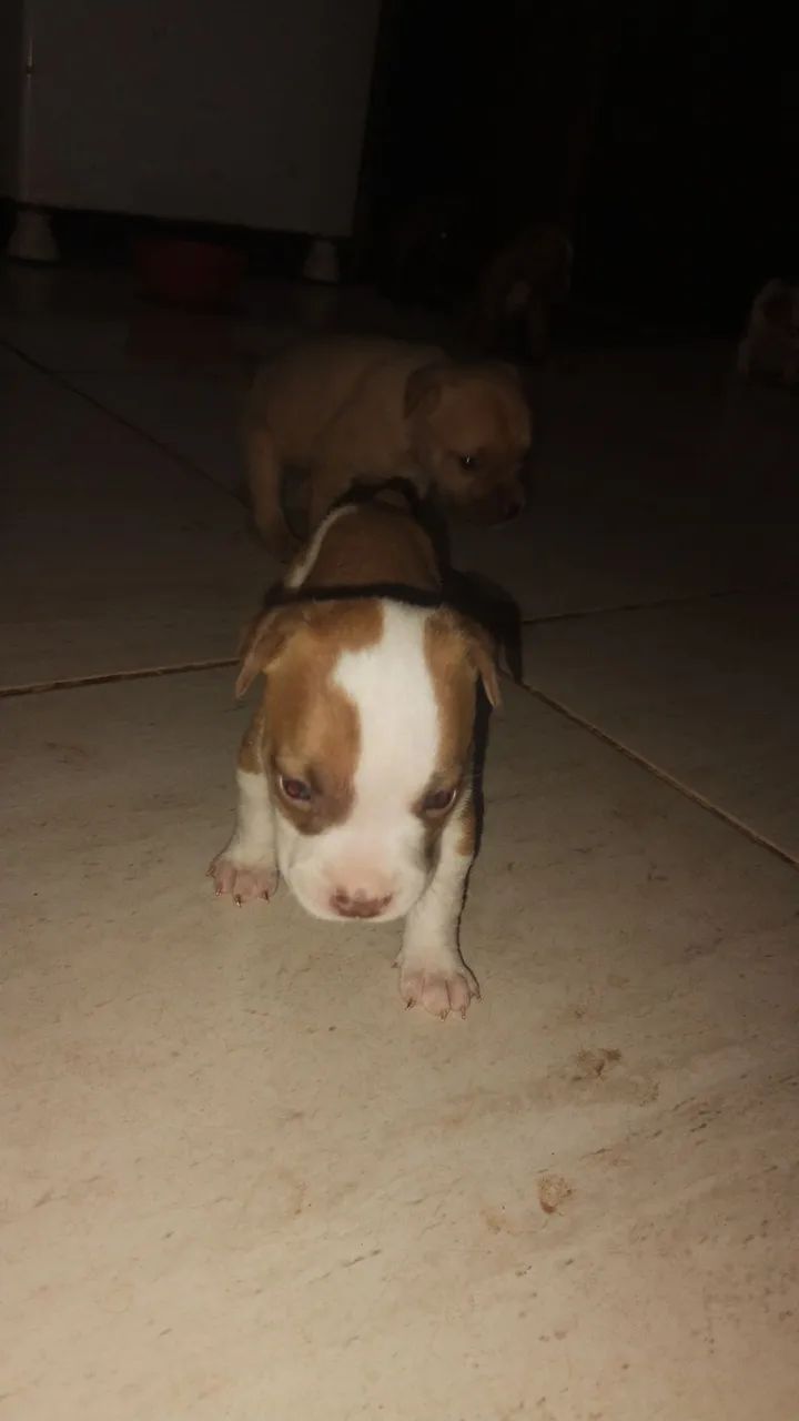 Pitbull filhote - Foto 2