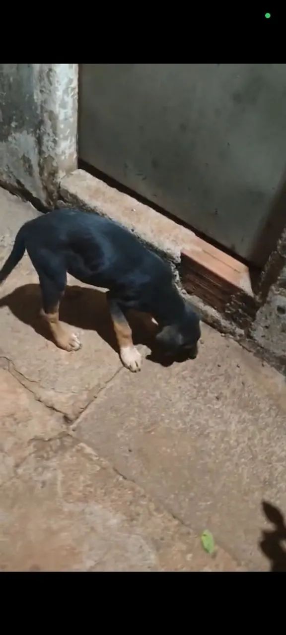 Cachorro pra adoção  - Foto 2