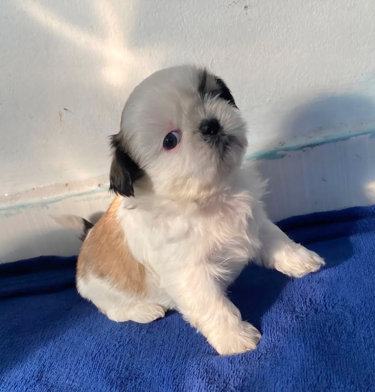 Shitzu Mini Puro - Foto 3