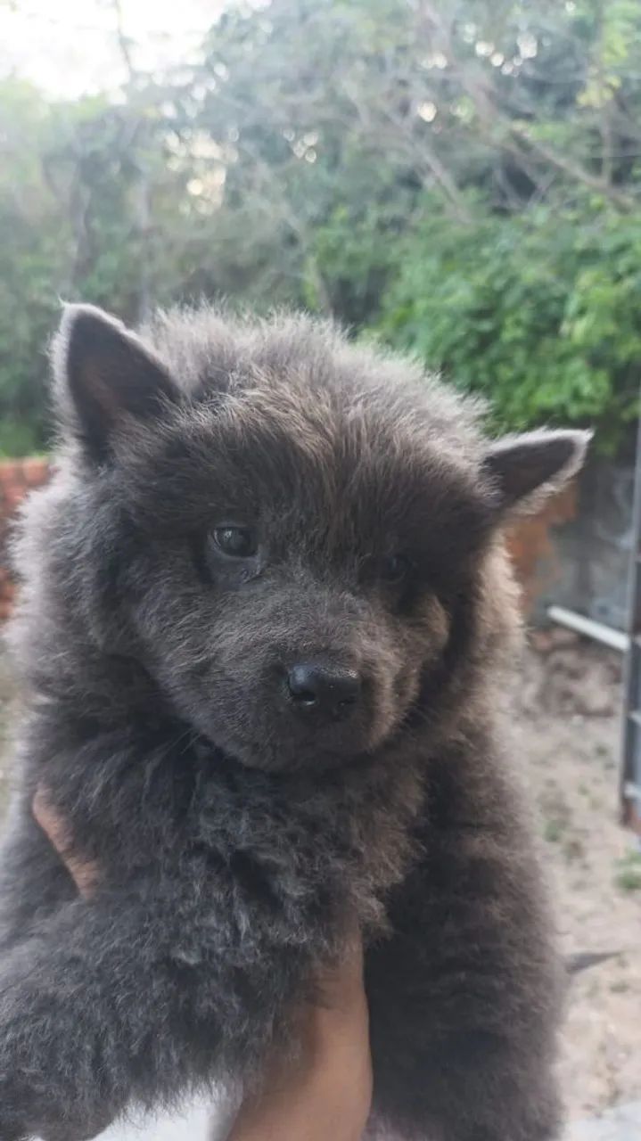 Chowchow filhote cinza - Foto 5
