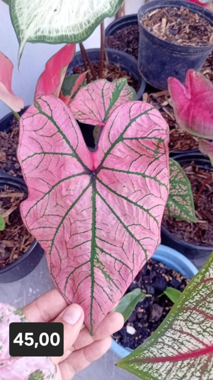 Caladium 