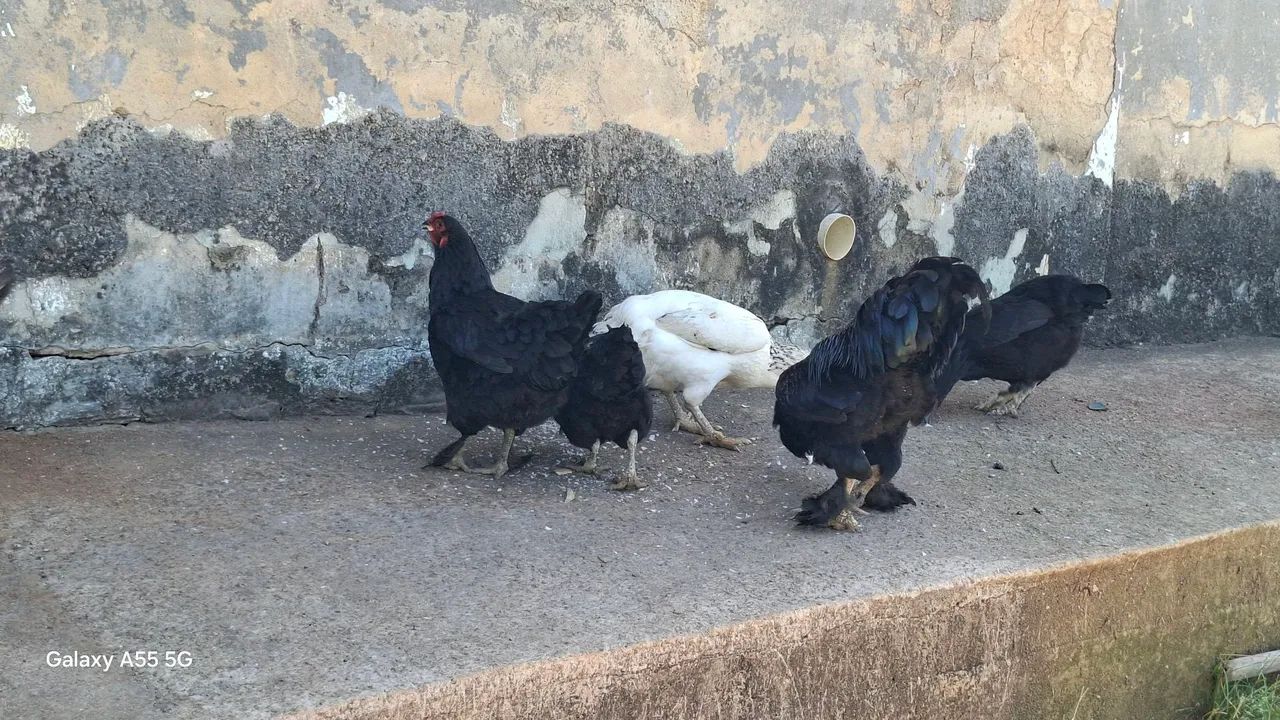 Galinhas e frangos caipira  - Foto 2