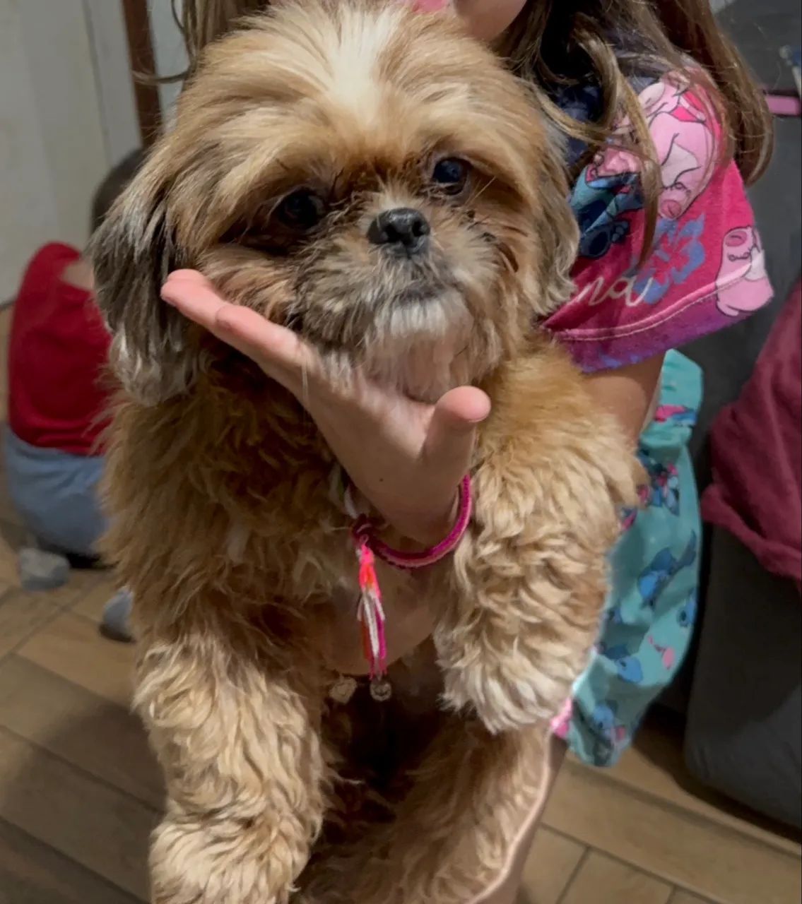 Shitzu micro 10 meses Fêmea grávida   / leia Vendo .  - Foto 3