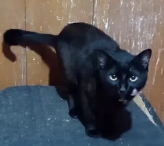 Doação de dois gatos machos - Foto 5