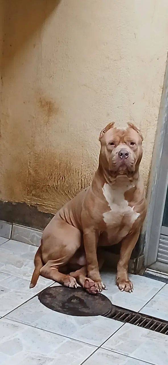 Pit monster macho  - Foto 3