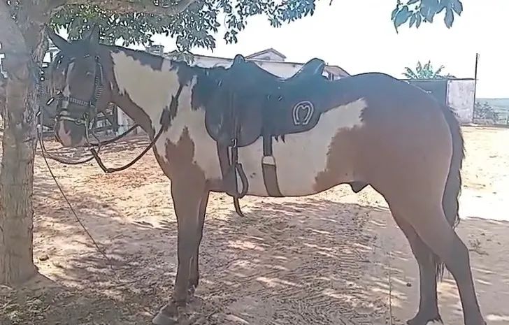 Vende-se 3 Cavalos,  Valor na descrição - Foto 3