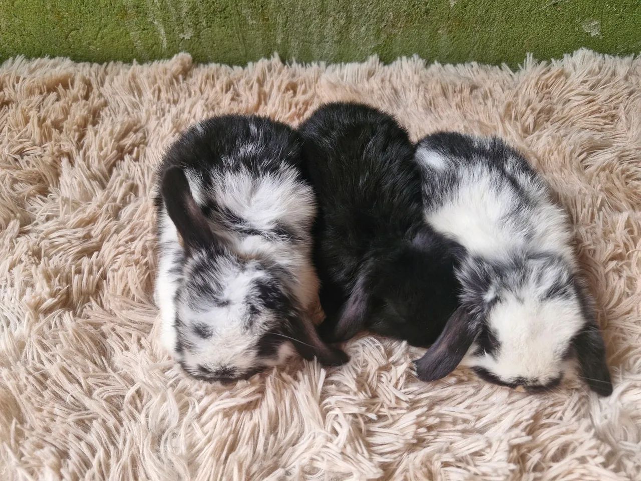 Mini coelhos 