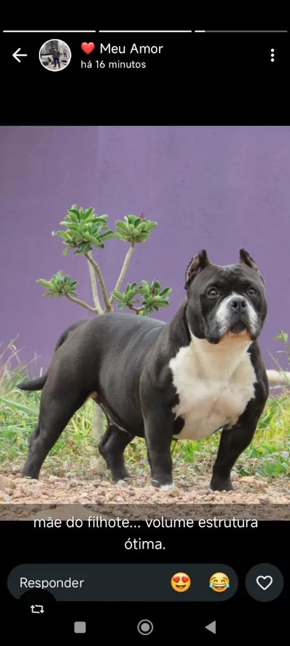 American Bully  - Foto 5