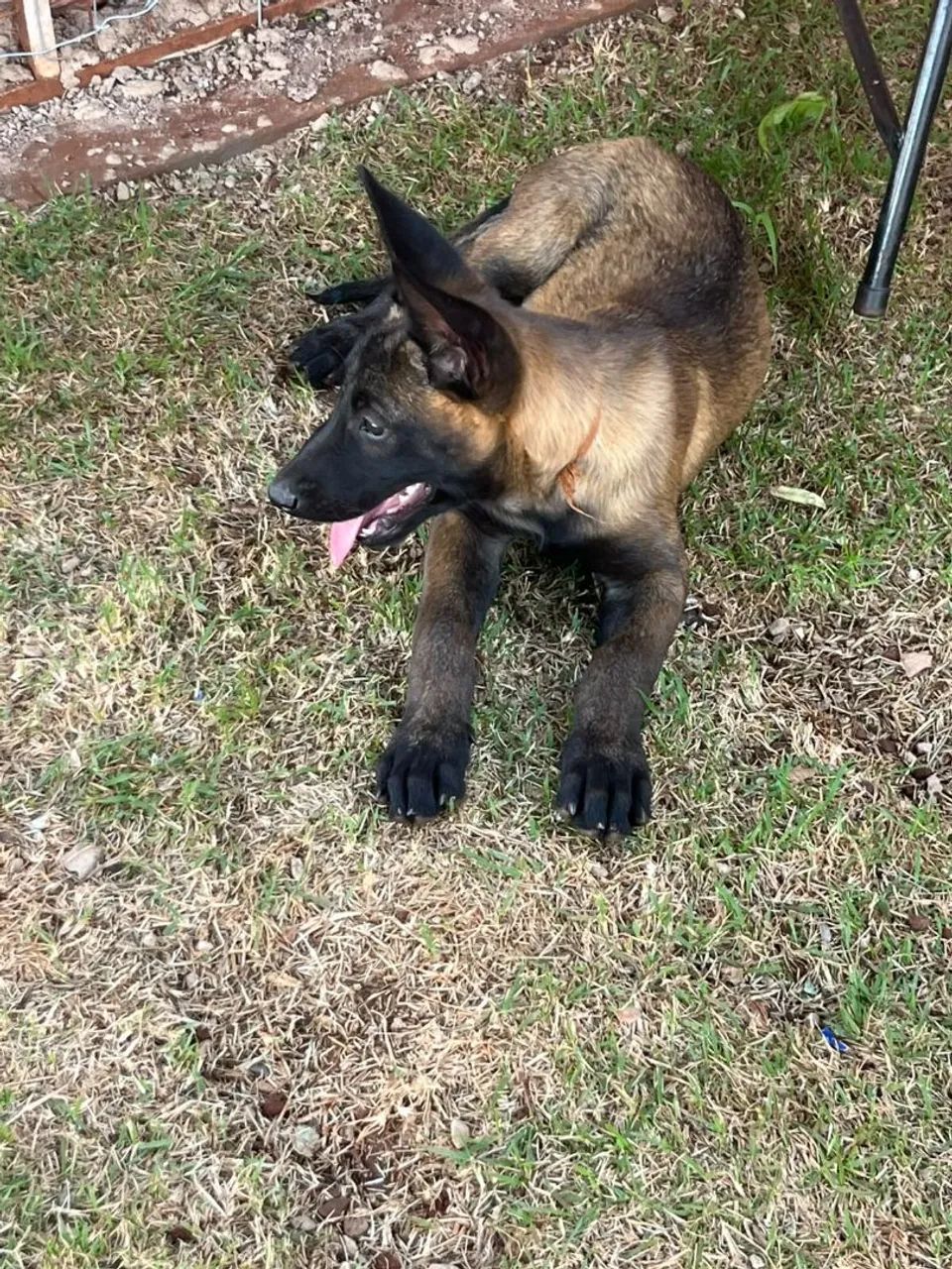 Pastor Belga Malinois - Foto 2