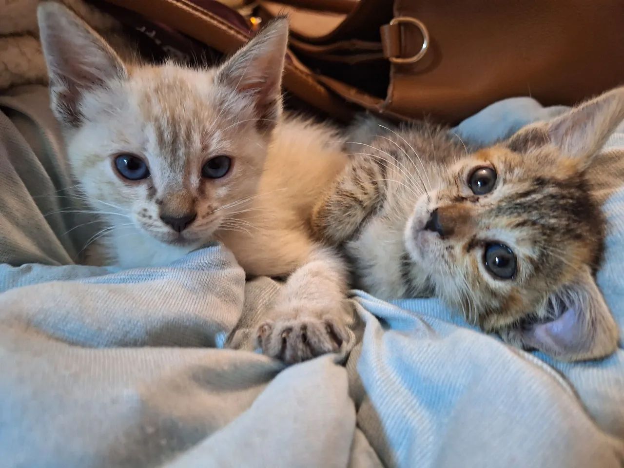 duas gatinhas pra adoção  - Foto 4
