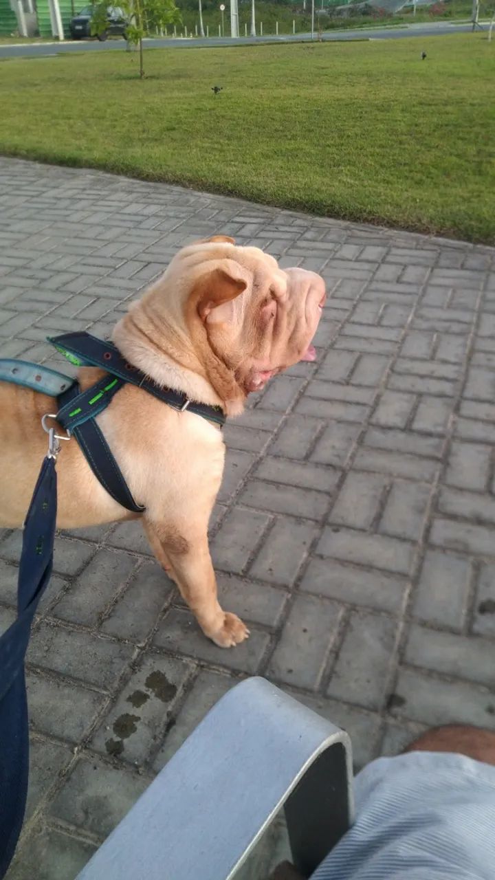 Procuro namorada Sharpei - Foto 2