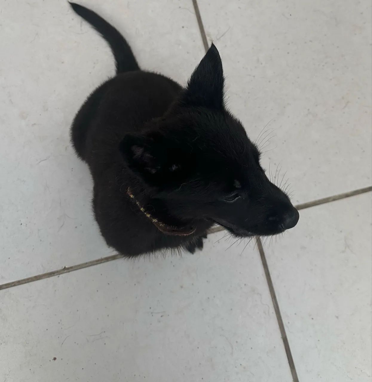 Pastor Belga Malinois  - Black - Foto 4