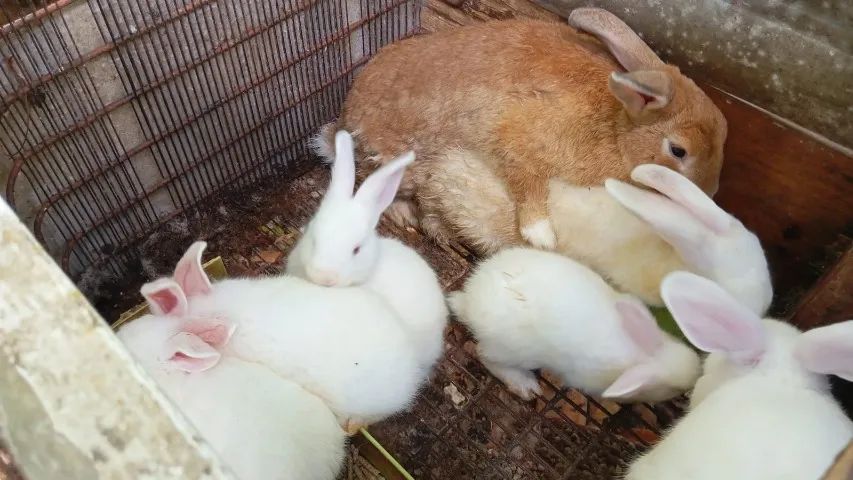 Filhotes de Coelho da Raça Nova Zelândia - Foto 4