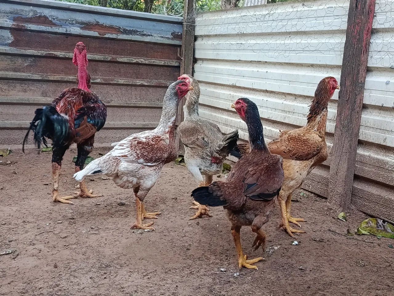 Ovos - Foto 2