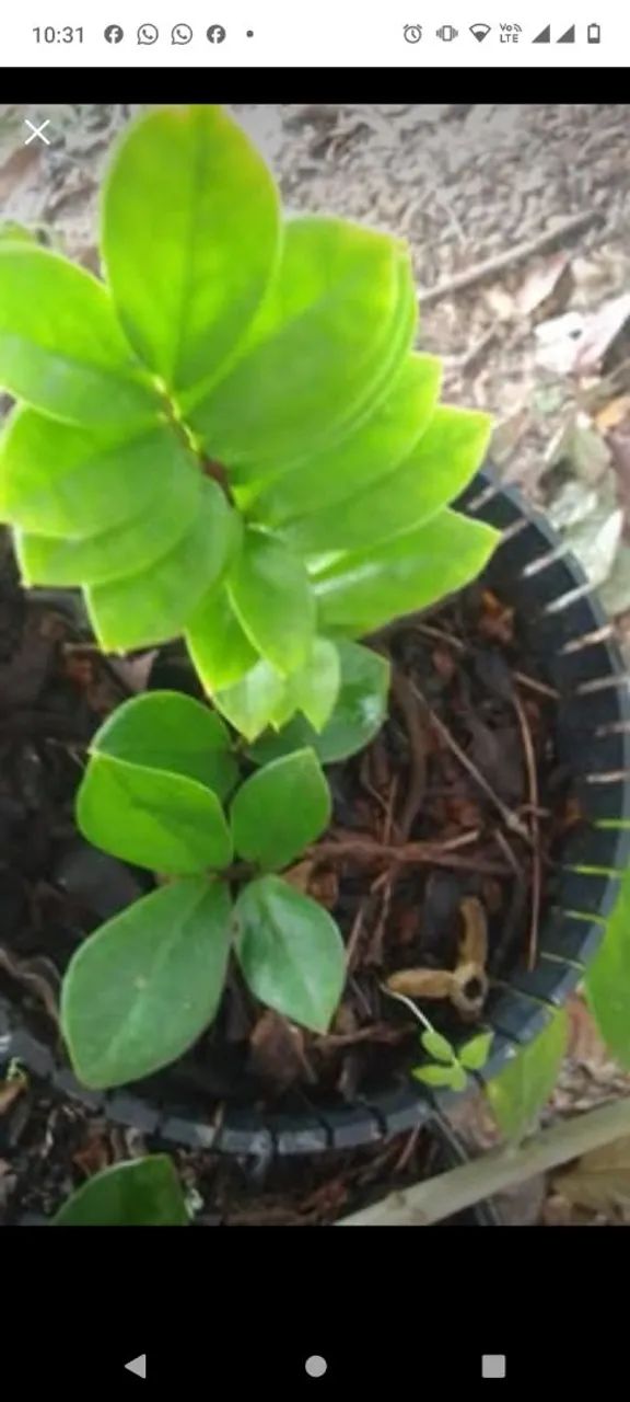 Plantas 