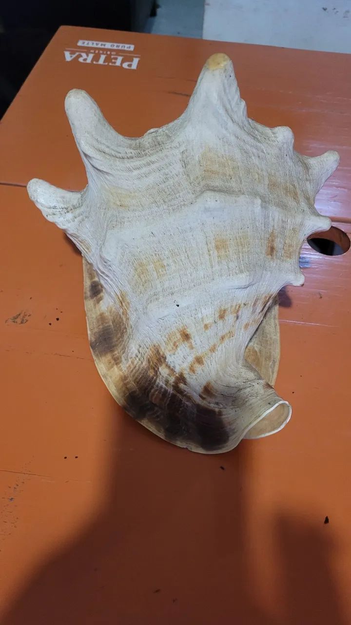 Concha para aquarismo 