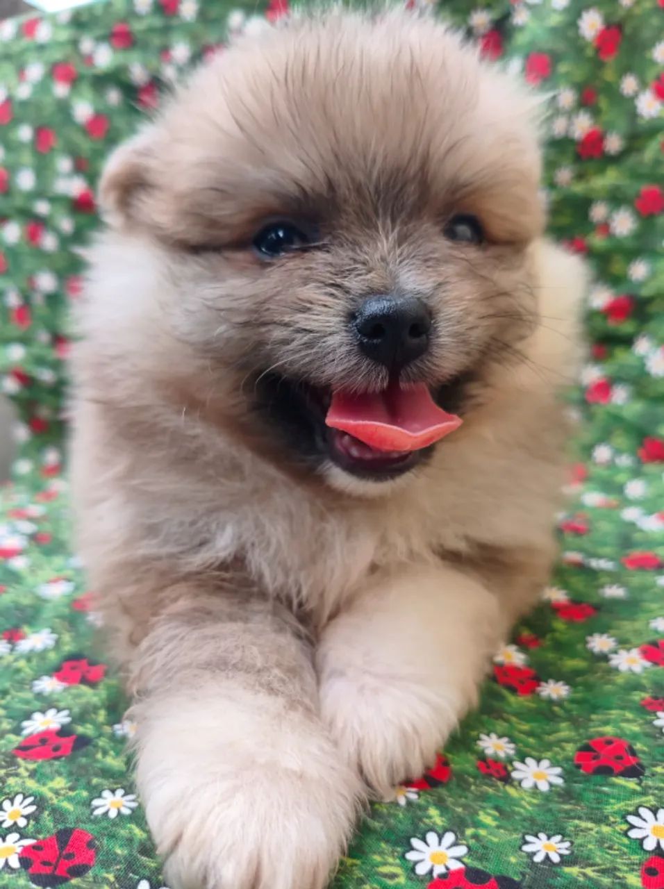 Lulu da Pomerania (Spitz Alemão) Machos