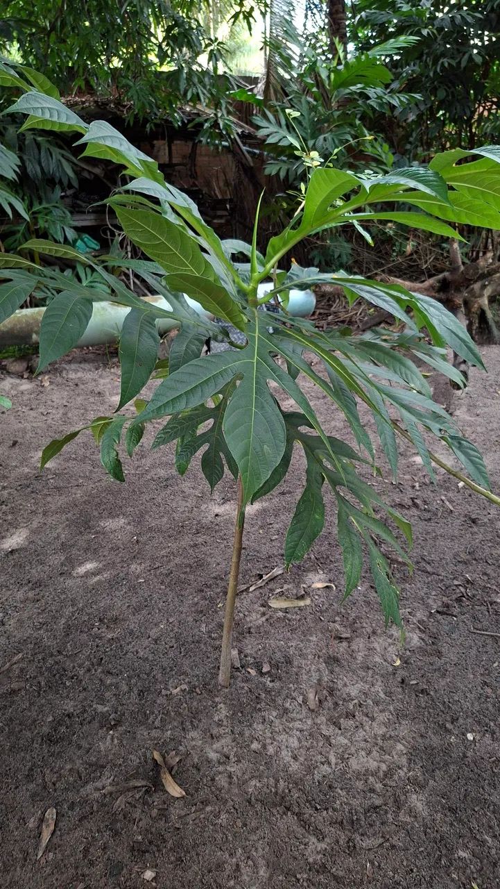 PLANTA FRUTA-PÃO