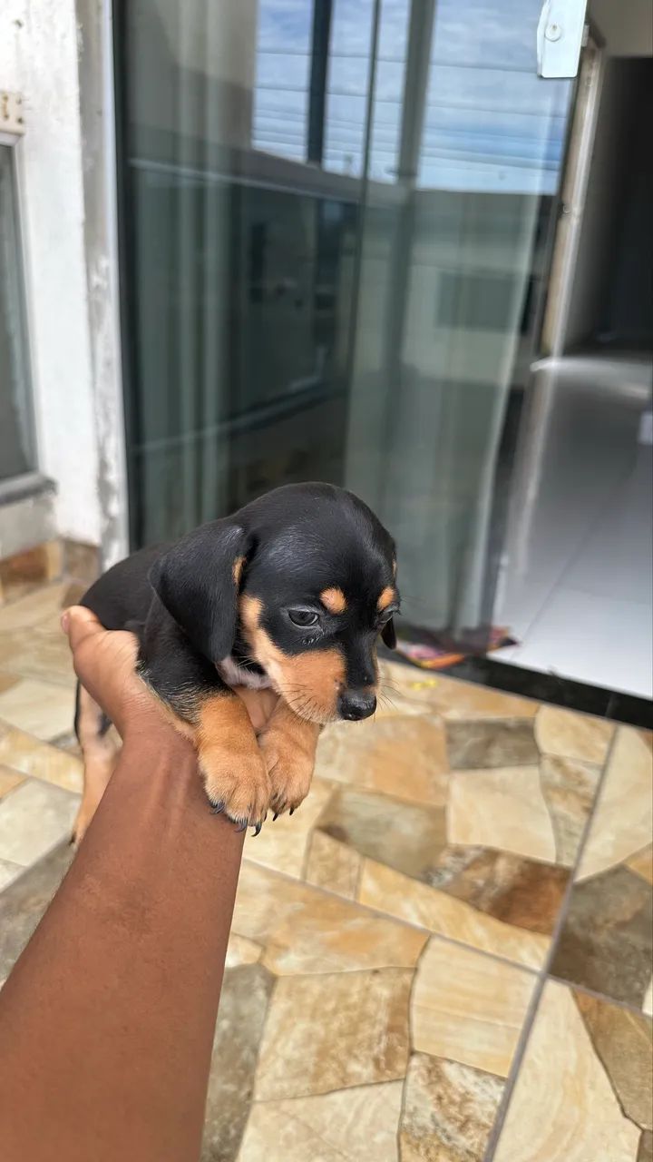dachshund (salsicha) - Foto 5