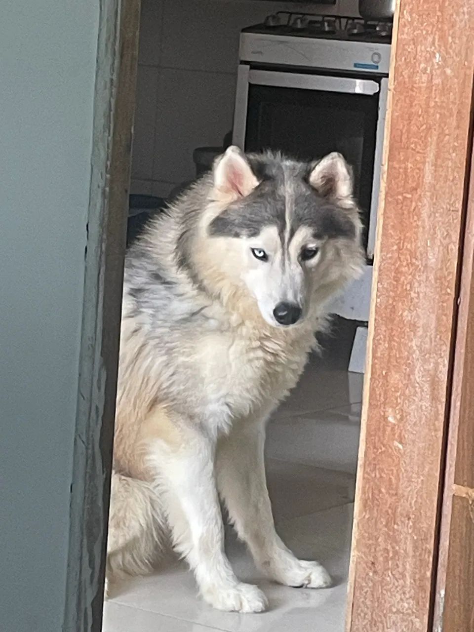 Husky siberiano  - Foto 4