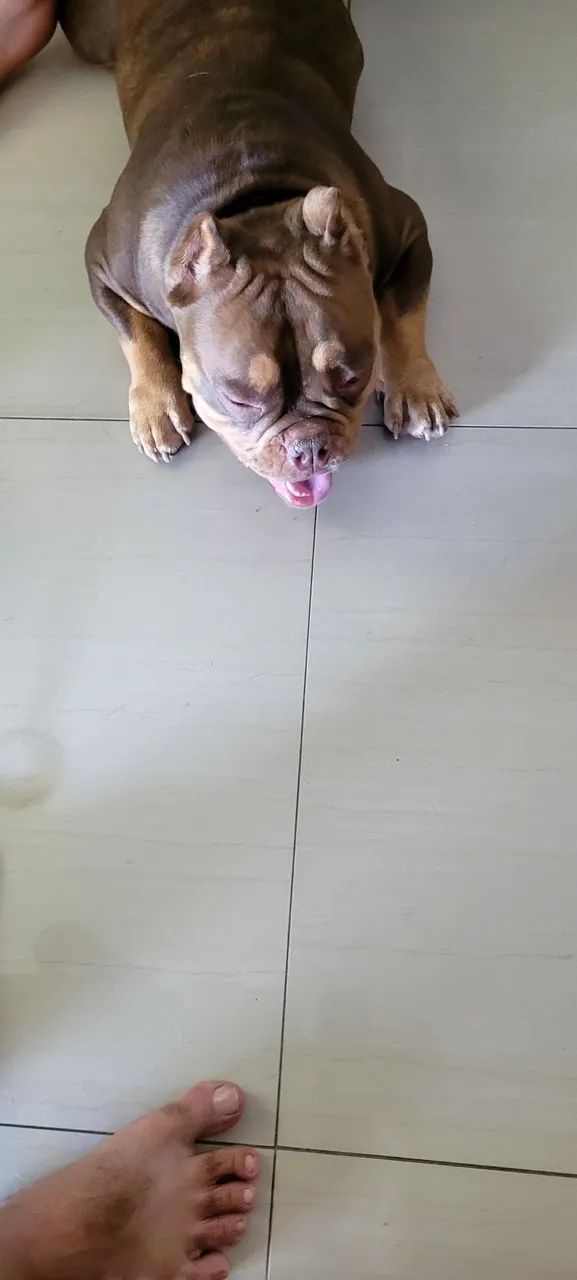 Cachorro  - Foto 3