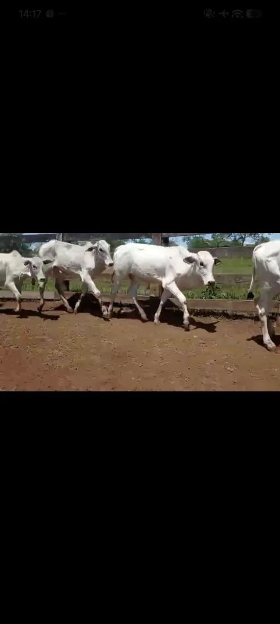 Bezerros 
