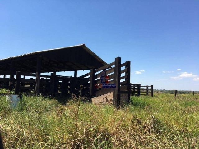 Fazenda na beira da BR 364 próximo à Cacoal - Foto 13