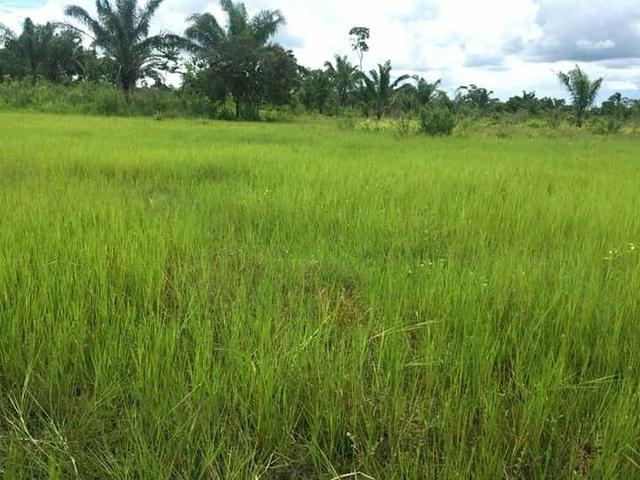 Fazenda em Governador Nunes Freire - Foto 4
