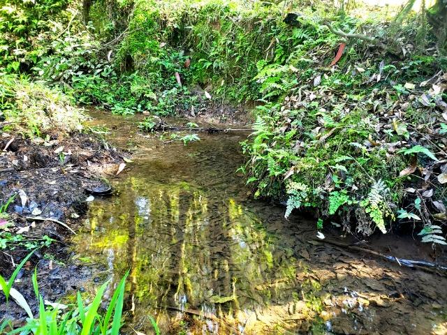 Belo Sítio com 30 hectares as Margens do Rio Canoas, em Rio Rufino - Foto 9