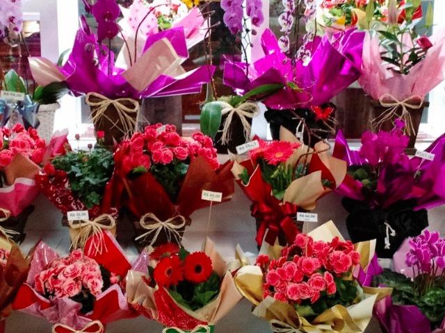 AF7 Negocia Floricultura com 14 anos de atuação Novo Hamburgo / RS