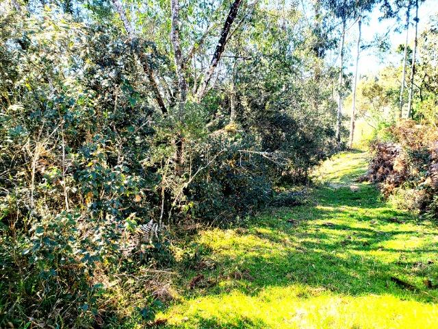 Belo Sítio com 30 hectares as Margens do Rio Canoas, em Rio Rufino - Foto 18