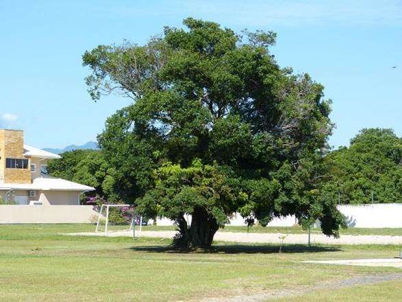 1699 - Terreno em CondomínIo fechado no Campeche - escritura pública - Foto 5
